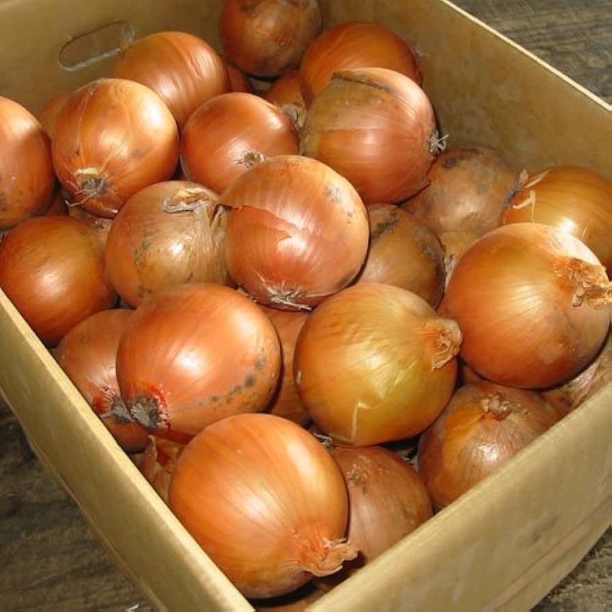 七宝早生●秀品Lサイズ10Kg ②箱●淡路島新玉ねぎ　たまねぎ　玉葱 送料無料】淡路島新玉ねぎ 10kg（早生・七宝） けいのしま